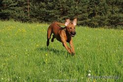 20110417_Makakadi_Macuma mit 5 Monaten April 12 0220